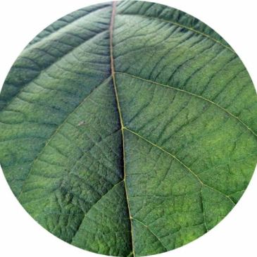 close up picture of a leaf